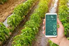 手持有智能手机infographics背景传统的浇水胡椒种植园农业农业浇水有爱心的植物肥料培养农场场