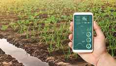 手持有智能手机infographics背景似乎年轻的卷心菜种植园日益增长的蔬菜农场收获出售培养护理种植园