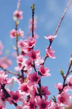 开花樱桃蓝色的天空樱桃花朵春天巴克