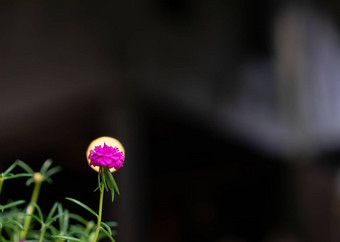 关闭马齿苋属的植物<strong>花灯</strong>背景