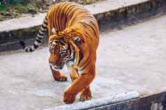 苏门答腊老虎豹属tigris苏门答腊布拉格动物园老虎
