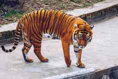 苏门答腊老虎豹属tigris苏门答腊布拉格动物园老虎