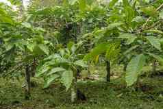 CoffeaArabica布什成熟Arabica咖啡豆子最初巴厘岛印尼CoffeaArabica绿色咖啡豆子树托拉雅Arabica樱桃豆咖啡树