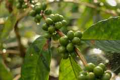 Arabica咖啡豆子CoffeaArabica绿色咖啡豆子树托拉雅Arabica股票摄影樱桃豆咖啡树分支成熟Arabica咖啡最初巴厘岛印尼