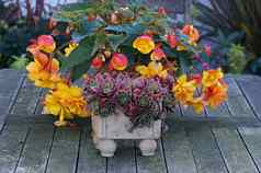容器色彩鲜艳的Sempervivum秋海棠属植物“杏阴影的