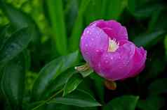 色彩鲜艳的芍药属花卉。的碗美”雨滴