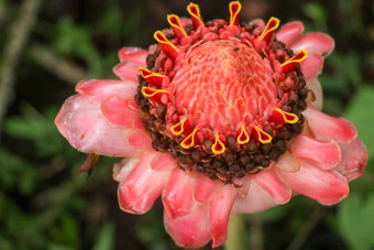 前视图粉红色的火炬姜花自然周围黑暗绿色植被背景特写镜头观赏花美丽的异国情调的姜植物独特的红色的花