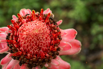 前视图充满活力的粉红色的火炬姜花自然周围黑暗绿色植被背景观赏花阳光美丽的异国情调的姜植物独特的红色的花