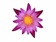 前视图紫色的莲花黄色的花粉孤立的白色引入
