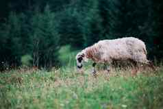 羊肉花山坡上卷曲的羊啃食草地