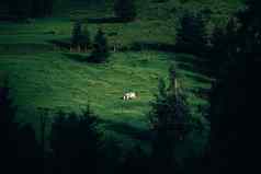 孤独的白色牛山坡上景观牛黑暗控制