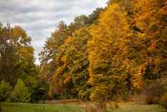 秋天森林黄绿色树