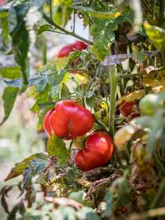 红色的绿色西红柿成长树枝夏天成熟的自然番茄