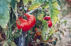 国产红色的新鲜的番茄花园红色的有机番茄植物