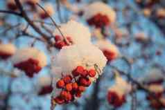 红色的浆果山灰雪