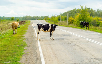 牛穿越路危险汽车
