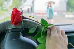 司机的手车轮持有红色的玫瑰花