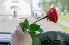司机手车轮持有红色的玫瑰花