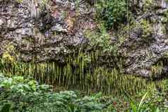 剑蕨类植物生长悬崖卡莫基拉村考艾岛夏威夷