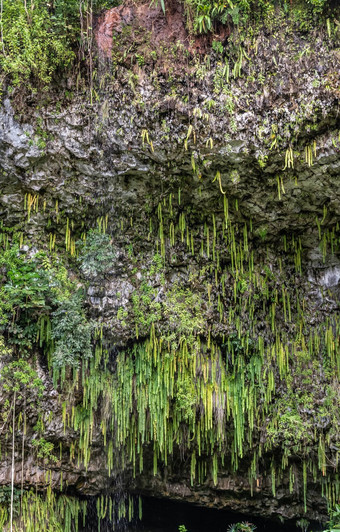 特写镜头剑蕨类植物前蕨类植物石窟卡莫基拉村kaua