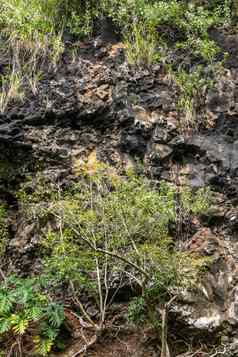 特写镜头植物植被黑色的岩石悬崖卡莫基拉