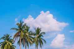 热带棕榈树夏天蓝色的天空背景