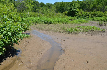 河流泥泞的水植物<strong>湿地</strong>