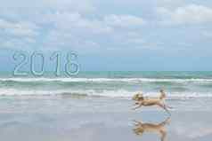 狗可爱的旅行海滩米色颜色