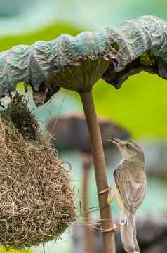 鸟平原普里尼亚构建鸟巢自然