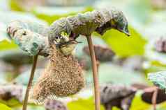 鸟平原普里尼亚构建鸟巢自然