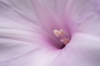 花早....<strong>荣耀</strong>树花旋花科植物