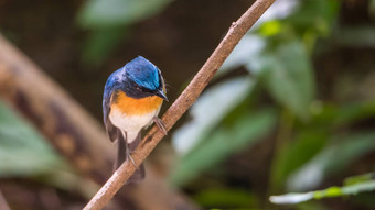 鸟蒂克尔的蓝色的捕蝇草自然野生