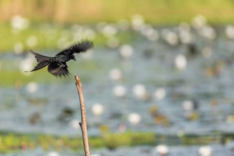 鸟黑色的燕卷尾树自然野生