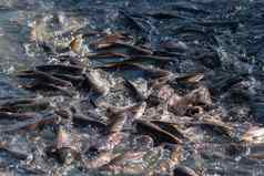 人群淡水鱼争夺食物河