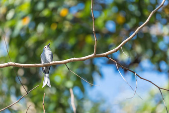 鸟灰色的燕卷尾树自然野生