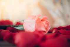 粉红色的玫瑰花木地板上情人节一天