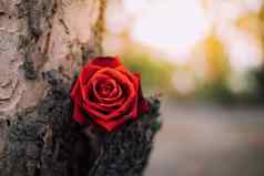 红色的玫瑰花树木情人节一天