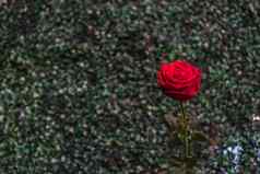 红色的玫瑰花绿色自然情人节一天