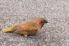 鸟scaly-breastedMunia自然野生