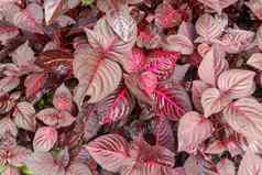 紫色的粉红色的艾瑞辛草本植物叶背景红色的bloodleaf观赏植物红色的叶子植物花园关闭开花植物苋科独特的红色的黑色的自然背景