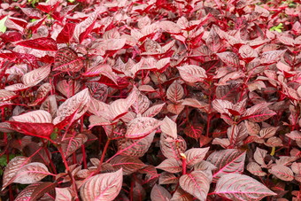 紫色的粉红色的艾瑞辛草本<strong>植物</strong>叶<strong>背景</strong>红色的bloodleaf观赏<strong>植物</strong>红色的叶子<strong>植物</strong>花园关闭开花<strong>植物</strong>苋科独特的红色的黑色的自然<strong>背景</strong>