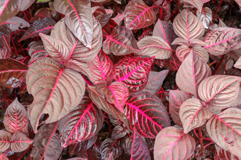 紫色的粉红色的艾瑞辛草本<strong>植物</strong>叶<strong>背景</strong>红色的bloodleaf观赏<strong>植物</strong>红色的叶子<strong>植物</strong>花园关闭开花<strong>植物</strong>苋科独特的红色的黑色的自然<strong>背景</strong>