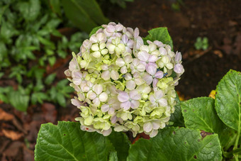 特写镜头盛开的蓝色的绣球花花黑暗绿色叶子背景绣球花macrophylla蓝色的黄色的绣球花macrophylla物种开花植物家庭hydrangeacea