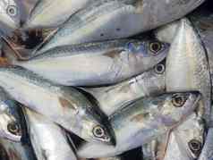 新鲜的生海鱼海鲜鱼市场