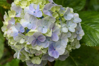 特写镜头盛开的蓝色的绣球花花黑暗绿色叶子背景绣球花macrophylla蓝色的黄色的绣球花macrophylla物种开花植物家庭hydrangeacea