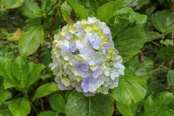 特写镜头盛开的蓝色的绣球花花黑暗绿色叶子背景绣球花macrophylla蓝色的黄色的绣球花macrophylla物种开花植物家庭hydrangeacea