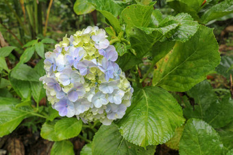 特写镜头盛开的蓝色的绣球花花黑暗绿色叶子背景绣球花macrophylla蓝色的黄色的绣球花macrophylla物种开花植物家庭hydrangeacea