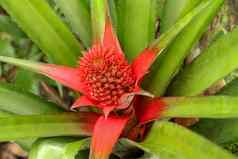 关闭红色的菠萝花日益增长的热带凤梨科植物植物红色的叶子巴厘岛印尼年轻的菠萝comosusVariegatus粉红色的矮菠萝热带水果日益增长的花园