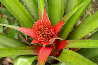 关闭红色的<strong>菠萝</strong>花日益增长的热带凤梨科植物植物红色的叶子巴厘岛印尼年轻的<strong>菠萝</strong>comosusVariegatus粉红色的矮<strong>菠萝</strong>热带水果日益增长的花园