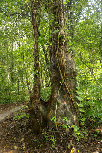 大树亚洲热带热带雨林绿色树蕨类植物热带丛林长爬行物抓住树树干藤本植物包装树绿色密集的丛林巴厘岛印尼丛林背景